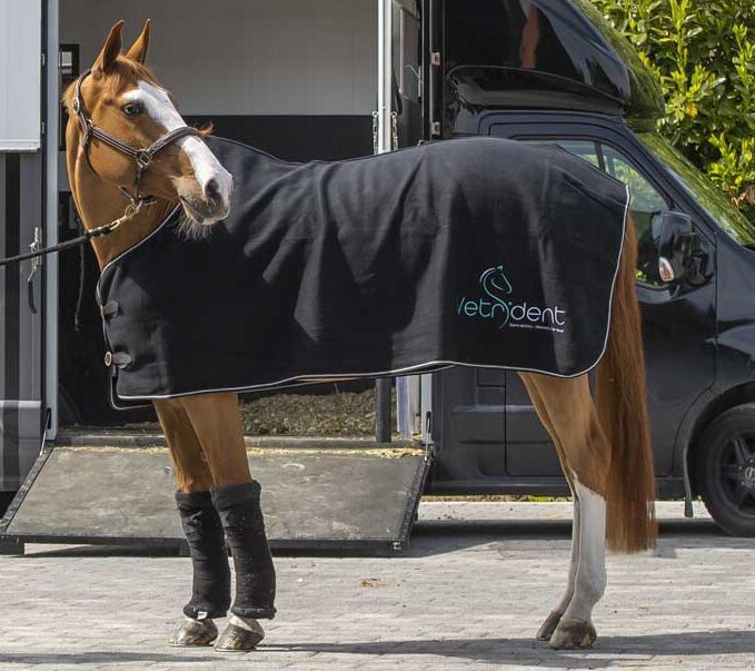Paard