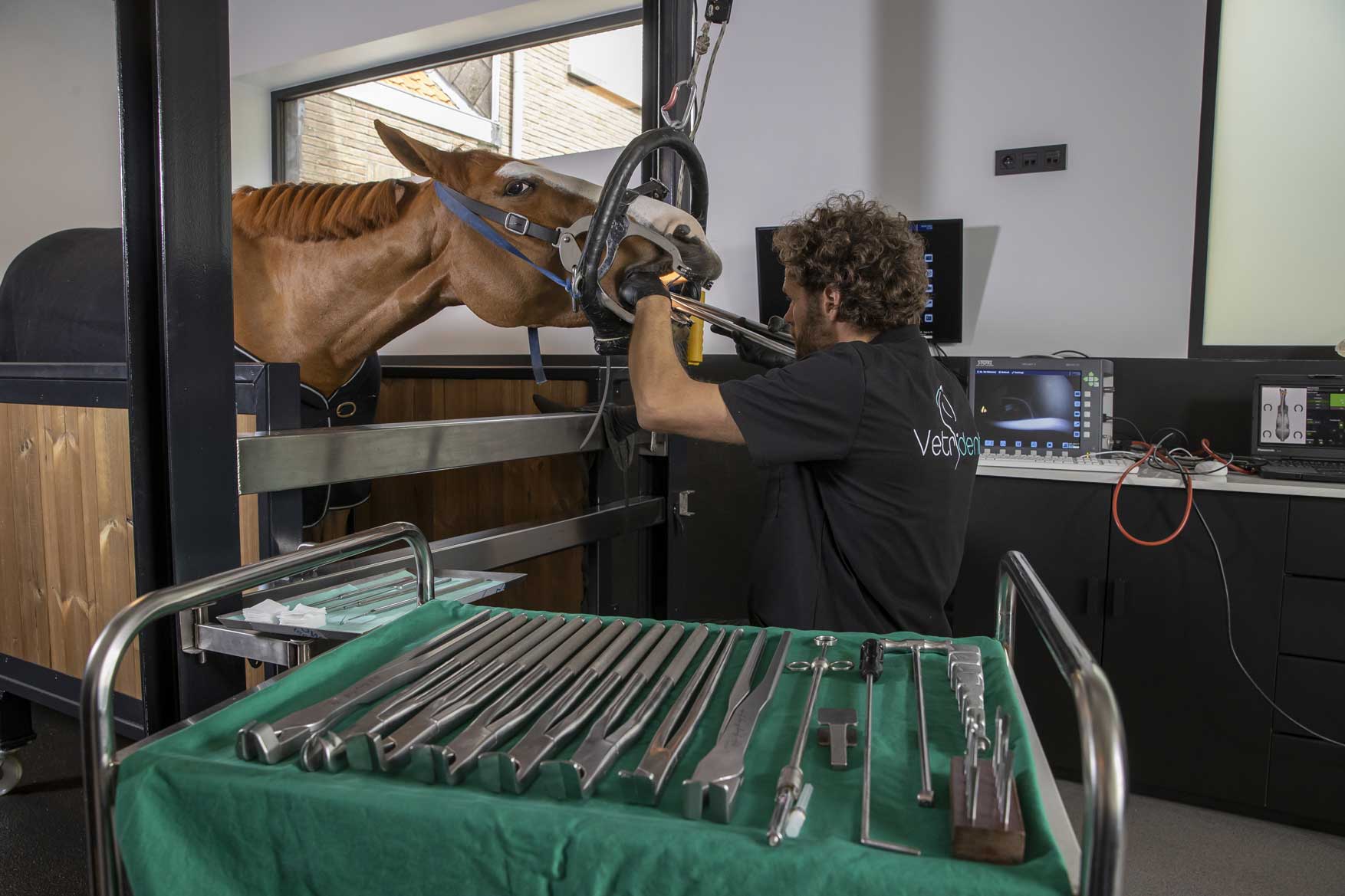 paard in behandeling