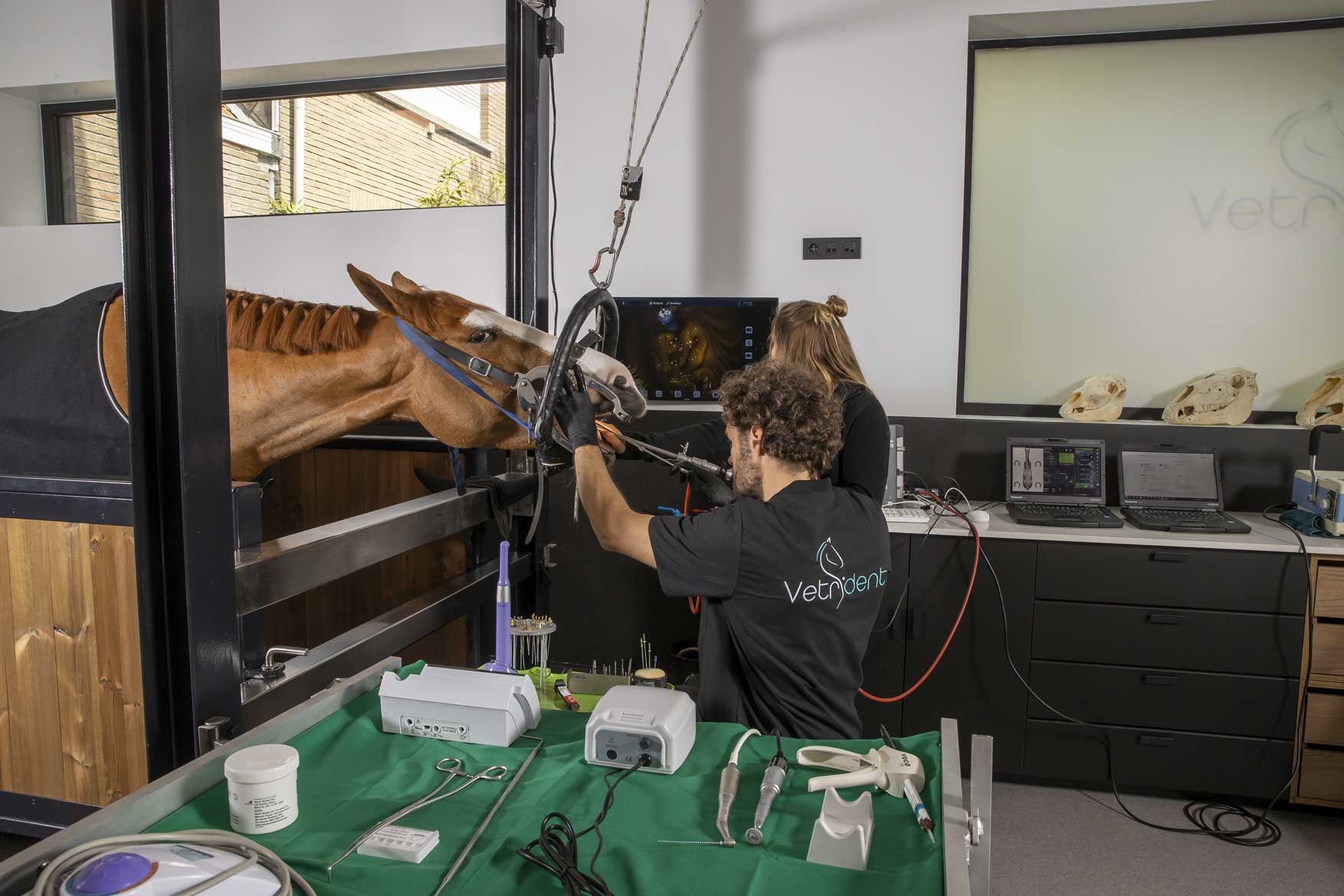 gebitsonderzoek bij paard